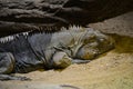 Cuban iguana (Cyclura nubila) Royalty Free Stock Photo