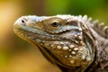 Cuban iguana Cyclura nubila Royalty Free Stock Photo