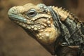 Cuban iguana Royalty Free Stock Photo