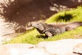 Cuban iguana known as Cyclura nubila nubile Royalty Free Stock Photo