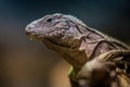 Cuban iguana portrait in nature Royalty Free Stock Photo