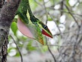 Cuban Knight Anole (Anolis equestris) - resting on a tree
