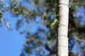 Cuban knight anole on a tall palm tree