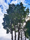 Cuban mahogany or Swietenia mahagoni