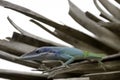 Cuban male lizard Allison`s Anole, also known as the blue-headed anole - Varadero, Cuba Royalty Free Stock Photo