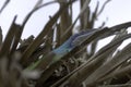 Cuban male lizard Allison`s Anole, also known as the blue-headed anole - Varadero, Cuba Royalty Free Stock Photo