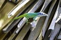 Cuban male lizard Allison`s Anole, also known as the blue-headed anole - Varadero, Cuba Royalty Free Stock Photo