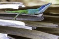 Cuban male lizard Allison`s Anole, also known as the blue-headed anole - Varadero, Cuba Royalty Free Stock Photo