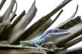 Cuban male lizard Allison`s Anole, also known as the blue-headed anole - Varadero, Cuba Royalty Free Stock Photo