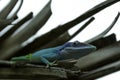 Cuban male lizard Allison`s Anole, also known as the blue-headed anole - Varadero, Cuba Royalty Free Stock Photo