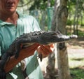 Cuban Man Crocodile Royalty Free Stock Photo