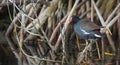 The Cuban Mangrove Swamp