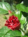Cuban Marpacifico flower