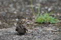 Cuban Nightjar (Caprimulgus cubanensis)