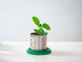 Cuban Oregano Planted in a Can as a Pot Royalty Free Stock Photo