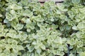 Cuban oregano plants and leaves texture background