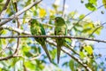 Cuban Parakeet , Aratinga euops