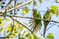 Cuban Parakeet , Aratinga euops Royalty Free Stock Photo