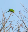 Cuban Parakeet feeding on wild fruits