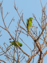 Cuban Parakeet playing on a tree Royalty Free Stock Photo