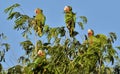 Cuban Parrot (Amazona leucocephala leucocephala),