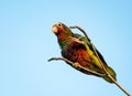 Cuban parrot perched on a tree branch against a bright blue sky backdrop Royalty Free Stock Photo