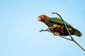 Cuban parrot perched on a tree branch against a bright blue sky backdrop Royalty Free Stock Photo