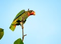 Cuban parrot perched on a tree branch against a bright blue sky backdrop Royalty Free Stock Photo