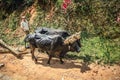 Cuban peasant with two bulls