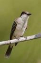 The Cuban Peewee or Crescent-eyed Pewee Royalty Free Stock Photo