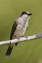The Cuban Peewee or Crescent-eyed Pewee