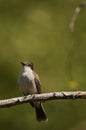 The Cuban Peewee or Crescent-eyed Pewee Royalty Free Stock Photo