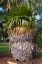 Cuban petticoat palm Copernicia macroglossa - Florida, USA