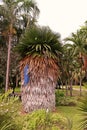 Cuban Petticoat Palm