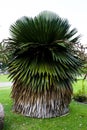 Cuban Petticoat Palm tree