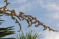 Cuban Petticoat palm tree in a gardenCopernicia macroglossa Also known as the Cuban palm,Petticoat palm,Jata palm and Jata de G