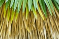 Cuban petticoat palm tree leaves