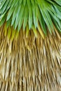 Cuban petticoat palm tree leaves Royalty Free Stock Photo