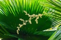 Cuban petticoat palm tree leaves and flower