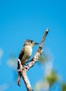 Cuban pewee bird perched on a barren tree branch, illuminated by the afternoon sun