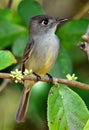 Cuban pewee (Contopus caribaeus)