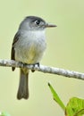 Cuban pewee (Contopus caribaeus)