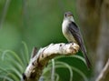 Cuban Pewee (Contopus caribaeus)