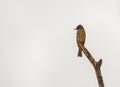 Cuban Pewee on dry branch