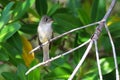 Cuban Pewee endemic bird, Contopus caribaeus on mangrove forest