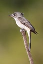 Cuban Pewee endemic bird, Contopus caribaeus