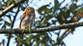 Cuban pygmy-owl with a lizard