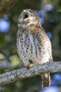 Cuban Pygmy-Owl Glaucidium siju perched on a tree branch