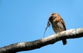 Cuban pygmy owl perched on a tree branch with a small invertebrate in its beak Royalty Free Stock Photo