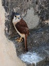 Cuban rapace bird posing for photo while protecting from heat
